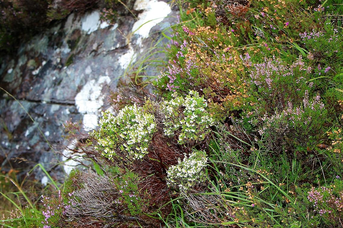 White Heather Calluna vulgaris - white variant - Lucky heather!! Calluna,Calluna vulgaris,Wester Ross