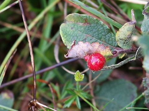 Willow Redgall Sawfly Here on Wooly Willow Euura proxima,Wester Ross,Wooly Willow