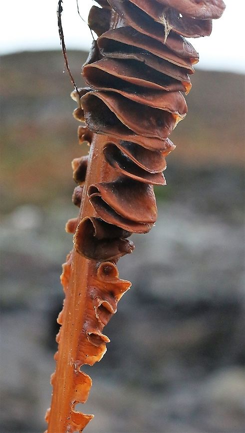 Sugar Kelp Mostly seen by landlubbers washed up onto shore Saccharina latissima,Sugar Kelp,Wester Ross
