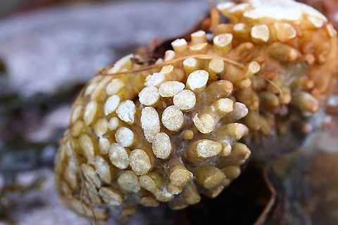 Sugar Kelp The foot, mostly seen by landlubbers washed up onto shore Saccharina latissima,Sugar Kelp,Wester Ross