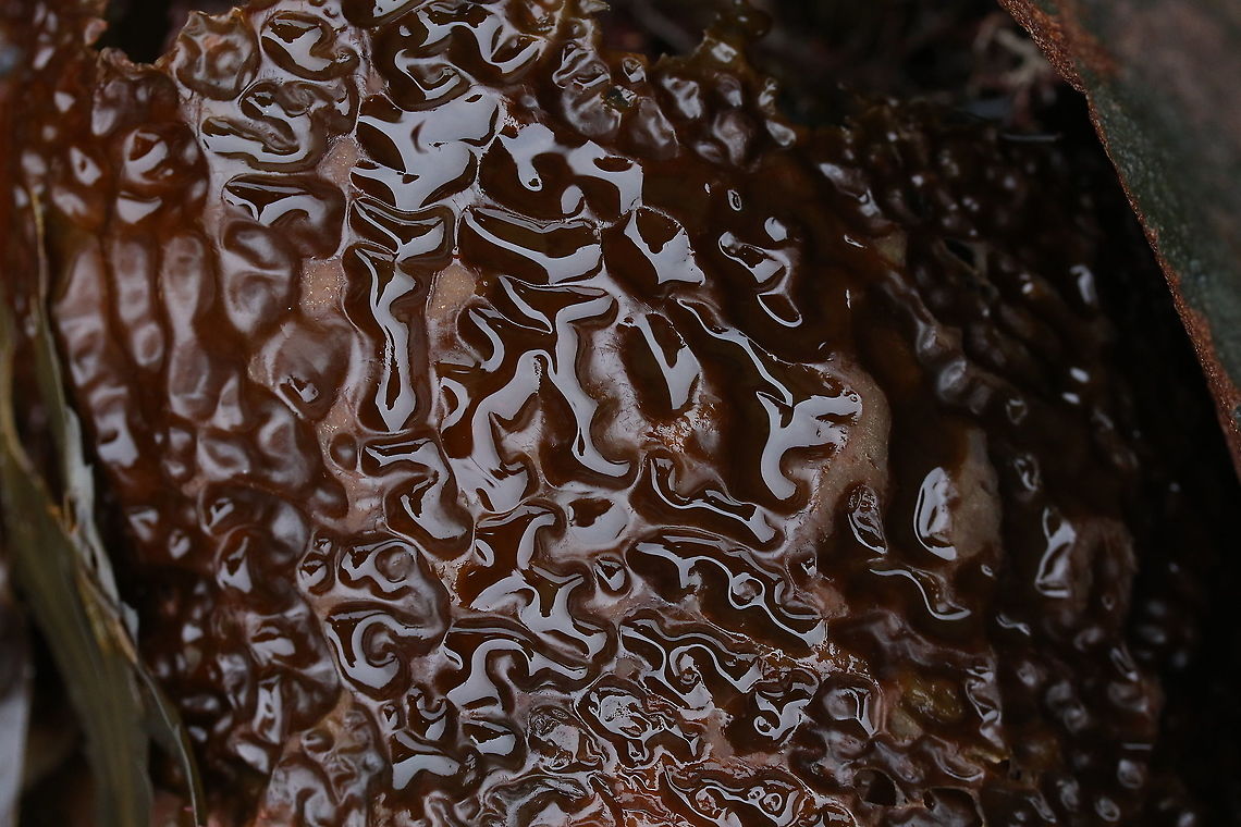 Sugar Kelp Mostly seen by landlubbers washed up onto shore Saccharina latissima,Sugar Kelp,Wester Ross