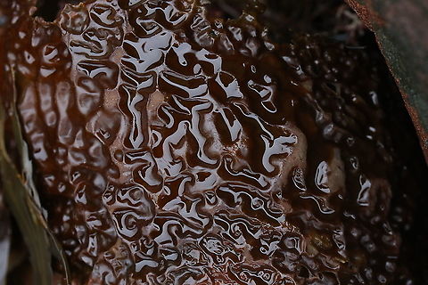 Sugar Kelp Mostly seen by landlubbers washed up onto shore Saccharina latissima,Sugar Kelp,Wester Ross