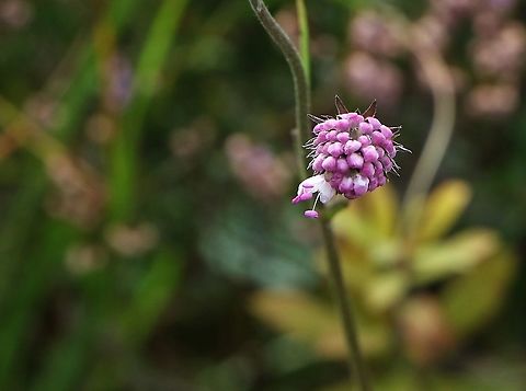 Devil's-bit Scabious (pink) Pink variety of this lovely scabious from Skye Devil's-bit Scabious,Skye,Succisa pratensis