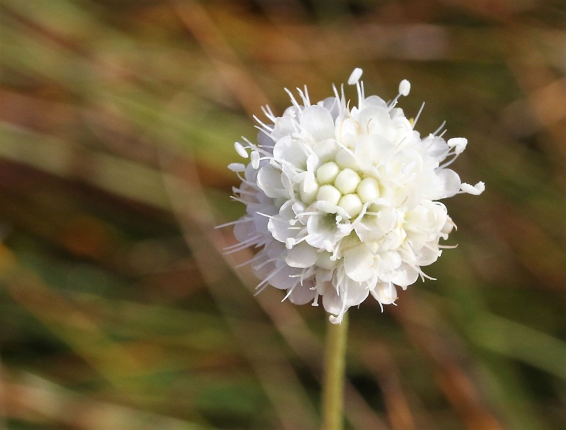 Devil's-bit Scabious (white) White form of Devil&#039;s-bit Scabious, Badachro Devil's-bit Scabious,Succisa pratensis,Wester Ross