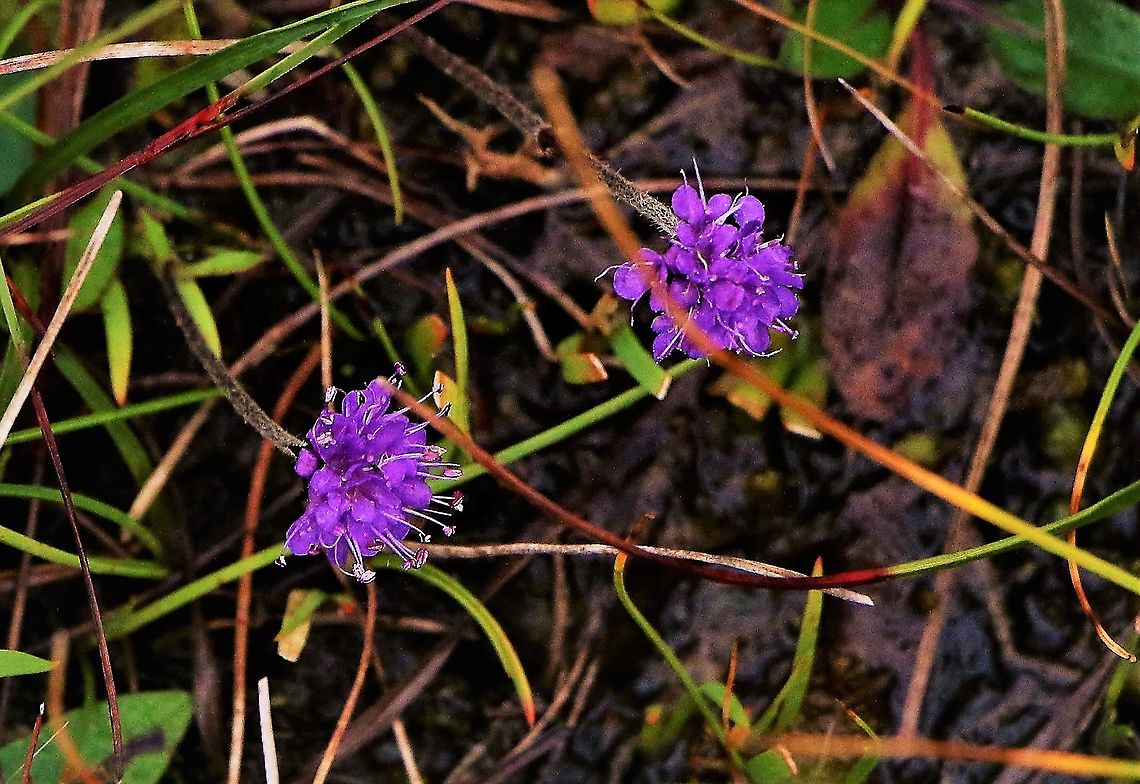 Devil's-bit Scabious Stunted true Devil&#039;s-bit Scabious near Cove Devil's-bit Scabious,Succisa pratensis,Wester Ross