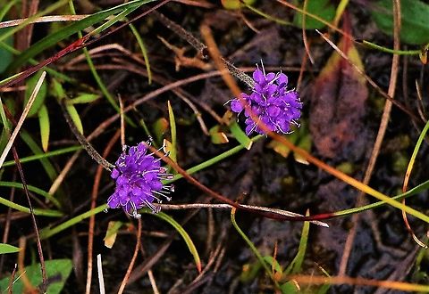 Devil's-bit Scabious Stunted true Devil's-bit Scabious near Cove Devil's-bit Scabious,Succisa pratensis,Wester Ross