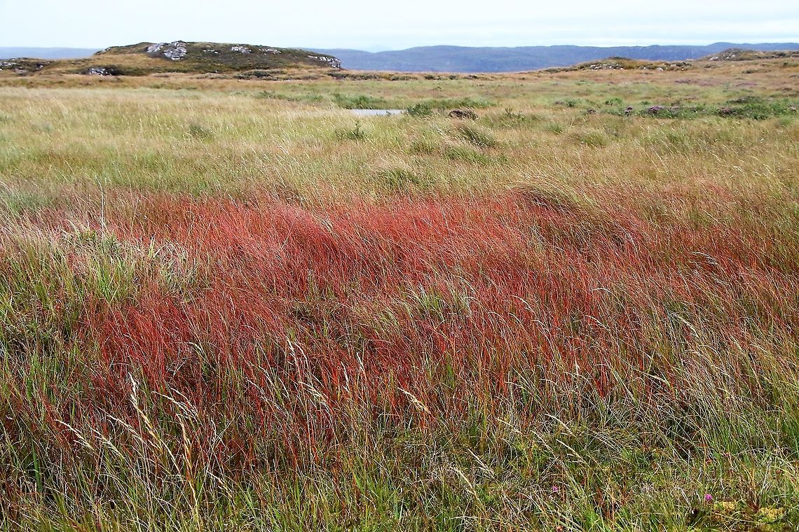 Purple Moor Grass in Autumn colours Autumn red colour for Purple Moor Grass Molinia caerulea,Purple Moor Grass,Wester Ross