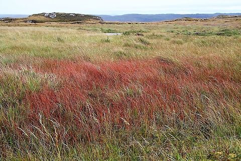 Purple Moor Grass in Autumn colours Autumn red colour for Purple Moor Grass Molinia caerulea,Purple Moor Grass,Wester Ross