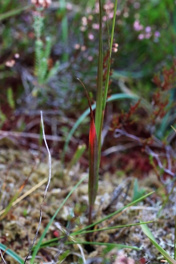 Purple Moor Grass in Autumn Turning red in September Molinia caerulea,Purple Moor Grass,Wester Ross