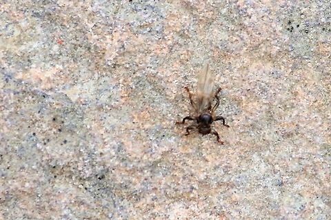 Deer Ked Not a great photo as after I got it off me (& wrestled a wing from it), another came after me.  There were a lot about!! Deer fly,Lipoptena cervi,Wester Ross