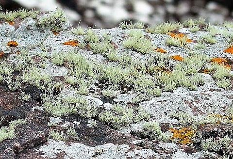 Sea Ivory Beautiful lichen growing very close to the sea spray of the coast Ramalina siliquosa,Sea Ivory,Wester Ross