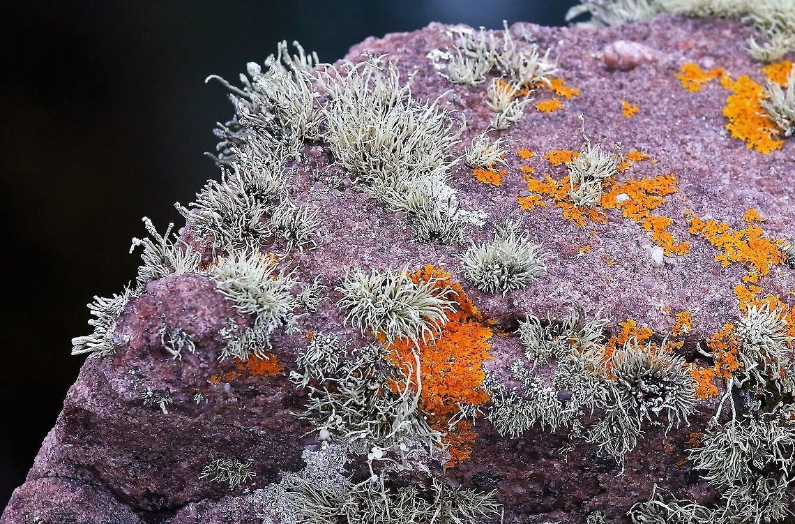 Sea Ivory Sea Ivory just in from the coast of Wester Ross.  This particular scene on Torridonian Sandstone. Ramalina siliquosa,Sea Ivory,Wester Ross