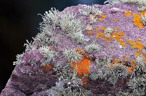 Sea Ivory Sea Ivory just in from the coast of Wester Ross.  This particular scene on Torridonian Sandstone. Ramalina siliquosa,Sea Ivory,Wester Ross