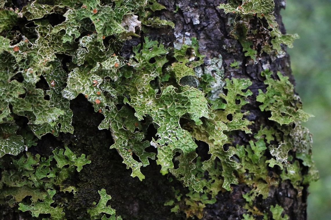 Tree Lungwort on Silver Birch Wonderful sign of clean air! Lobaria pulmonaria,Tree lungwort,Wester Ross