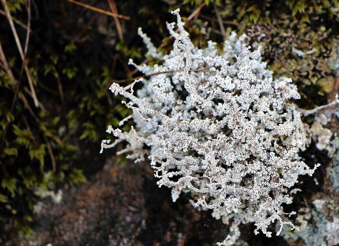 Messy Twig Lichen Sterocaulon vesuvianum  see <a href="https://en.wikipedia.org/wiki/Stereocaulon" rel="nofollow">https://en.wikipedia.org/wiki/Stereocaulon</a> <br />
A special lichen - speciality growing on rock Messy Twig Lichen,Sterocaulon vesuvianum,Wester Ross