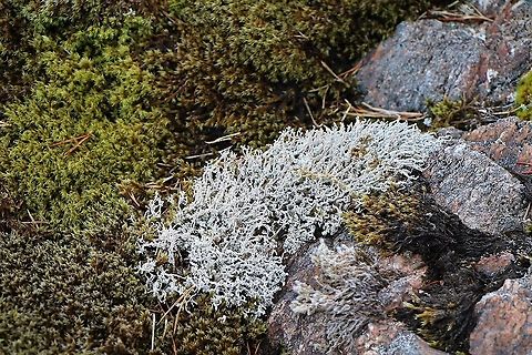 Messy Twig Lichen Found on rock and covered in small scales. Messy Twig Lichen,Sterocaulon vesuvianum,Wester Ross