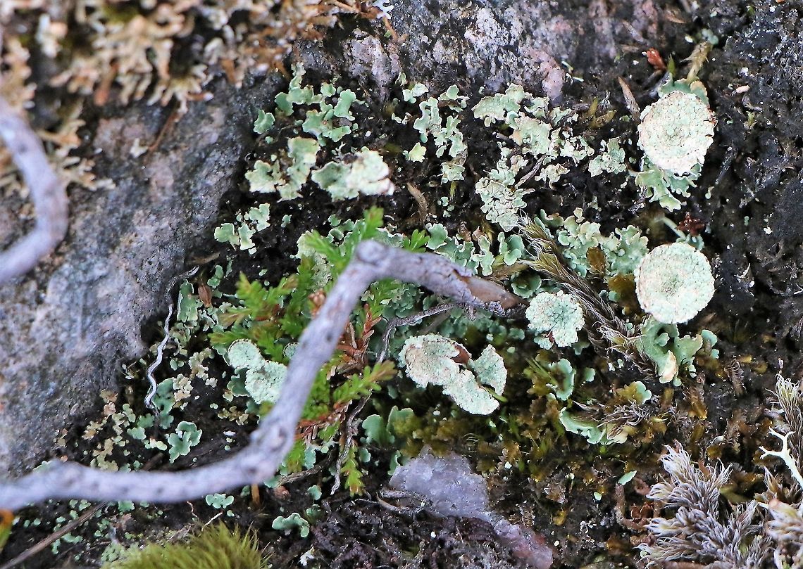 Cup Lichen Brilliant moorland, fellside, wonderful lichens and mosses. Cladonia chlorophaea,Mealy Pixie Cup,Wester Ross