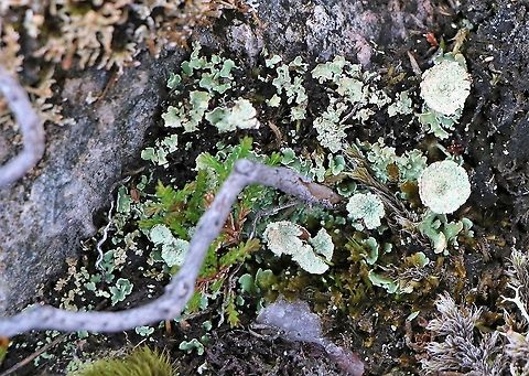 Cup Lichen Brilliant moorland, fellside, wonderful lichens and mosses. Cladonia chlorophaea,Mealy Pixie Cup,Wester Ross