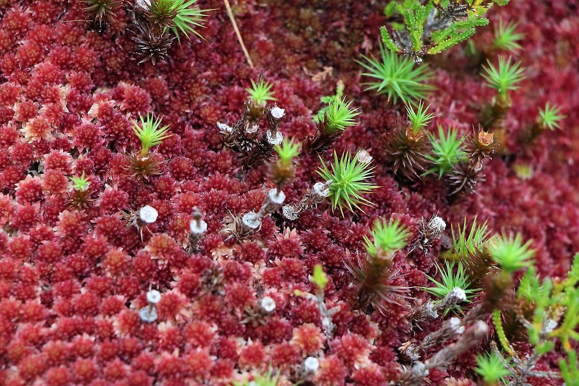 Common Haircap Moss on Sphagnum Must have inspired the islands in the sky in &quot;Avatar&quot; Common Haircap Moss,Polytrichum commune,Wester Ross