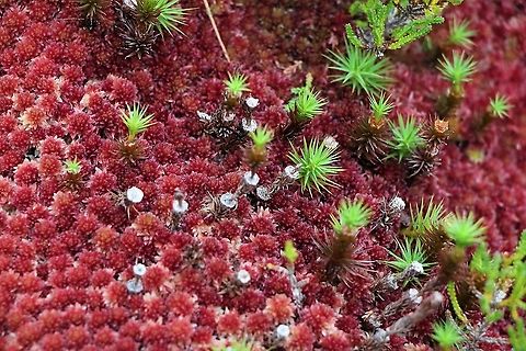 Common Haircap Moss on Sphagnum Must have inspired the islands in the sky in "Avatar" Common Haircap Moss,Polytrichum commune,Wester Ross
