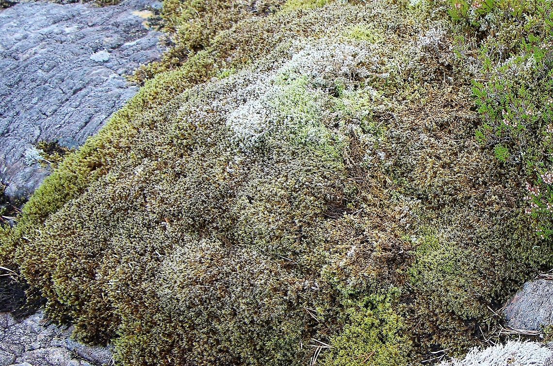 Fringe moss Found on rocks and fellsides in Wester Ross, sometimes growing like great hats on erratics Fringe Moss,Racomitrium lanuginosum,Wester Ross