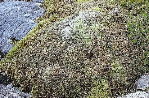 Fringe moss Found on rocks and fellsides in Wester Ross, sometimes growing like great hats on erratics Fringe Moss,Racomitrium lanuginosum,Wester Ross
