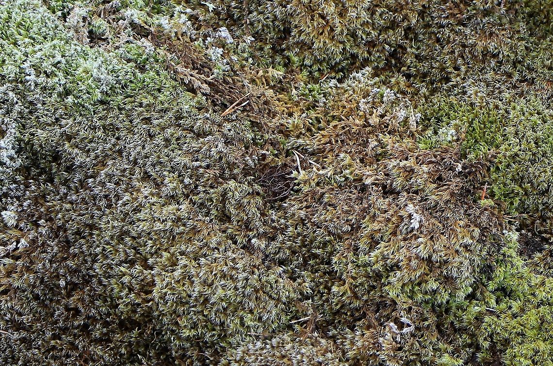 Fringe moss A hairy moss from fellsides and rocks Fringe Moss,Racomitrium lanuginosum,Wester Ross