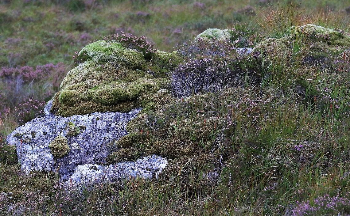 Fringe Moss Fringe Moss showing how it builds up on erratic rock tops and creates a whole new community of moorland plants Fringe Moss,Racomitrium lanuginosum,Wester Ross