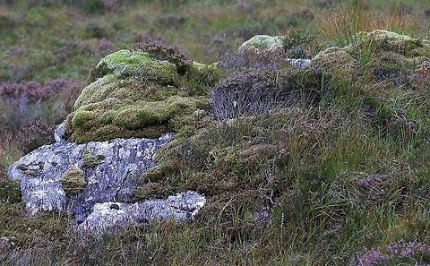 Fringe Moss Fringe Moss showing how it builds up on erratic rock tops and creates a whole new community of moorland plants Fringe Moss,Racomitrium lanuginosum,Wester Ross
