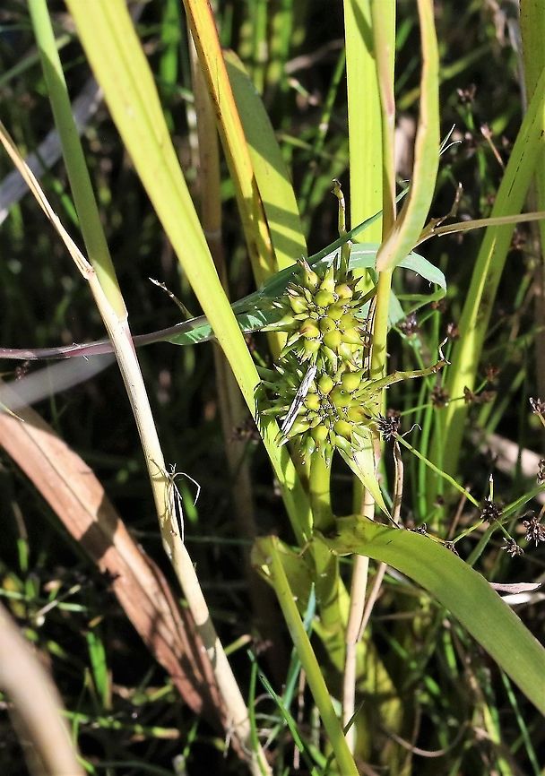 Branched bur-reed Down in a pond by the Lyvennet Kings Meaburn,Simplestem bur-reed,Sparganium erectum