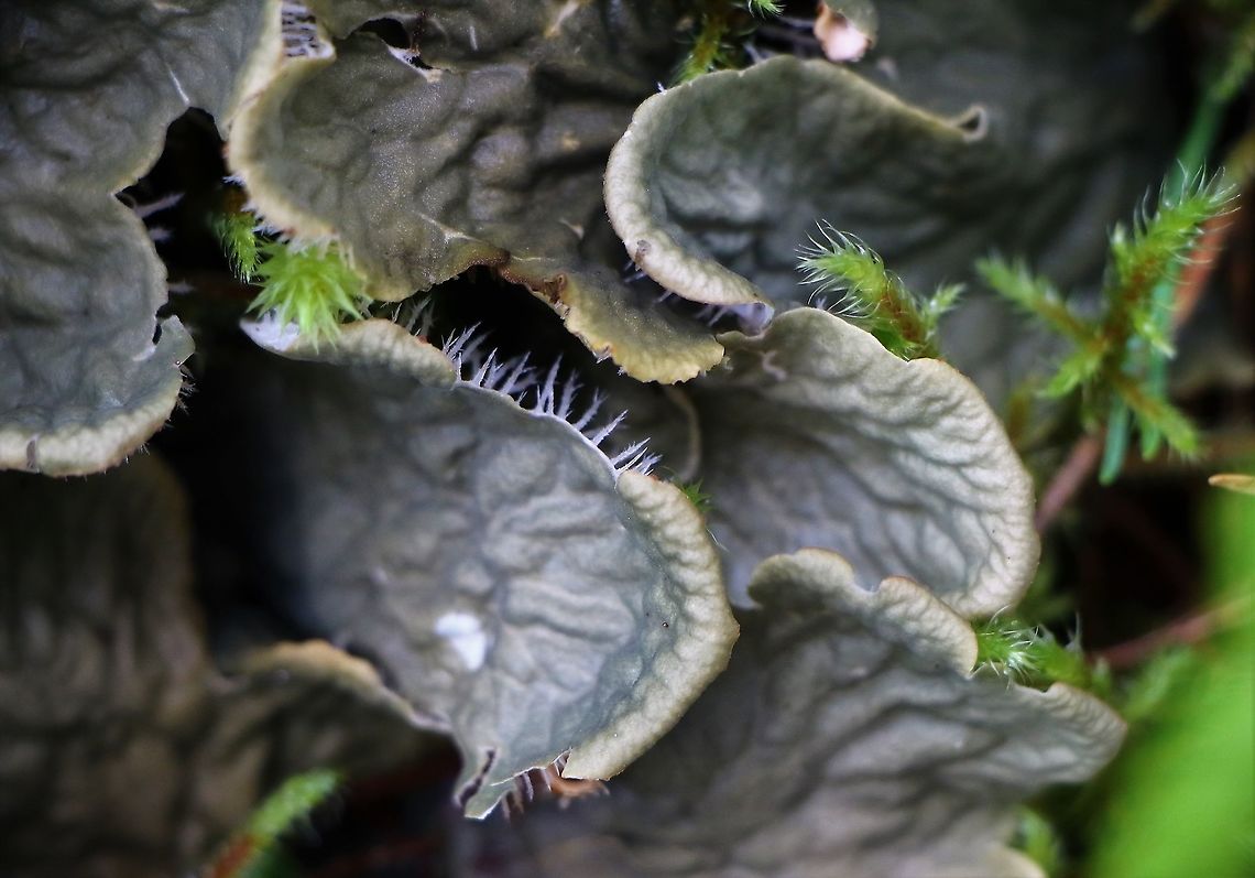 Dog Lichen Dog Lichen showing under surface bottle-brush like white rhizines Dog Lichen,Peltigera membranacea,Wester Ross