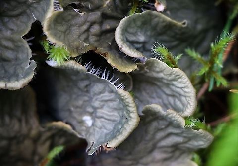 Dog Lichen Dog Lichen showing under surface bottle-brush like white rhizines Dog Lichen,Peltigera membranacea,Wester Ross