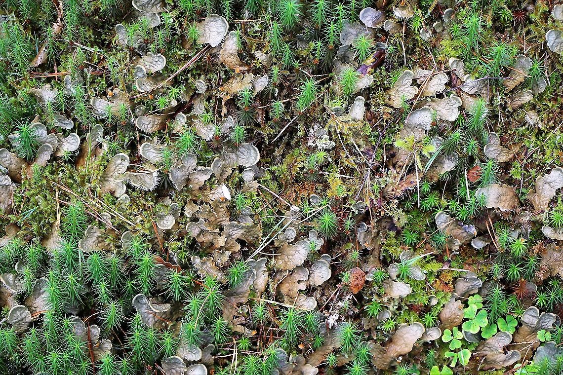 Dog Lichen Very common Dog Lichen in Wester Ross Dog Lichen,Peltigera membranacea,Wester Ross