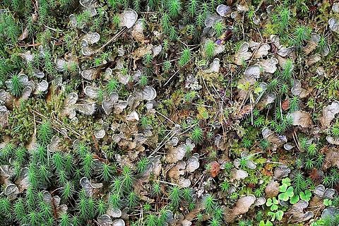 Dog Lichen Very common Dog Lichen in Wester Ross Dog Lichen,Peltigera membranacea,Wester Ross