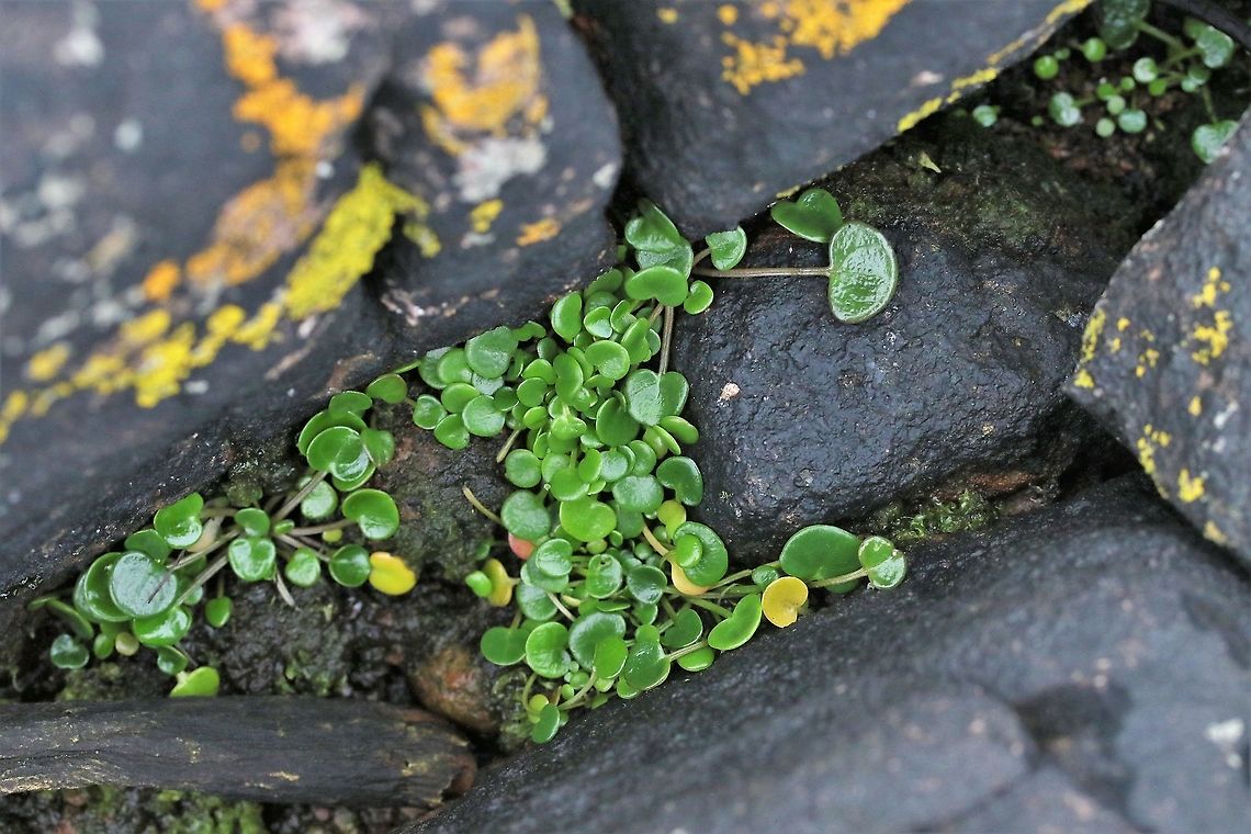 Black Tar Lichen Black Tar Lichen forms a black layer encrusting rocks in the upper littoral and splash zones.<br />
See <a href="https://www.marlin.ac.uk/habitats/detail/120/verrucaria_maura_on_littoral_fringe_rock" rel="nofollow">https://www.marlin.ac.uk/habitats/detail/120/verrucaria_maura_on_littoral_fringe_rock</a><br />
<br />
<a href="https://www.theseashore.org.uk/theseashore/V.maura" rel="nofollow">https://www.theseashore.org.uk/theseashore/V.maura</a> SRS(US).html Black Tar Lichen,Hydropunctaria maura,Tar Lichen,Verrucaria maura,Wester