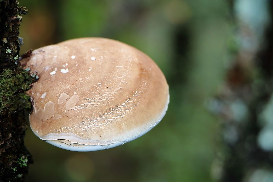 Razor Strop Fungus A very young specimen of this fungus growing in a remnant patch of ancient birch forest on Beinn Shieldaig. Birch polypore,Fomitopsis betulina,Razor Strop Fungus,Wester Ross