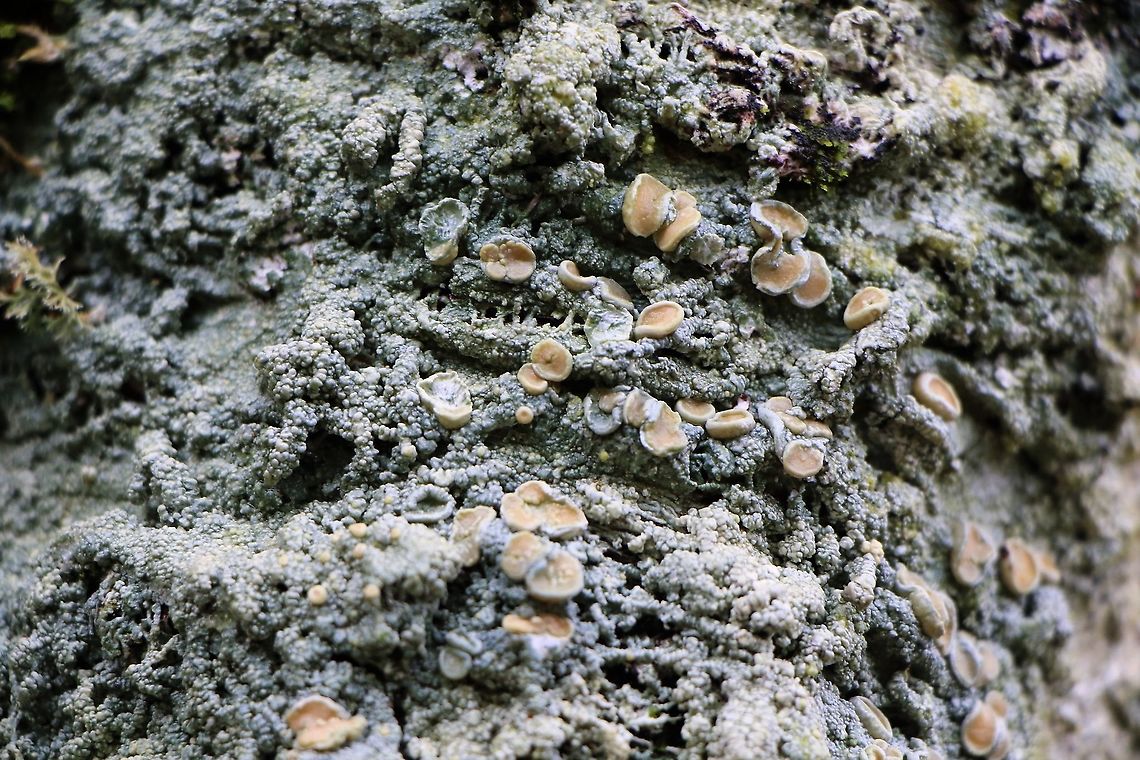 Brown Spotted Crust Growing on birch in remnant ancient birch woodland on Beinn Shieldaig Brown Spotted Crust,Lecanora chlarotera,Wester Ross