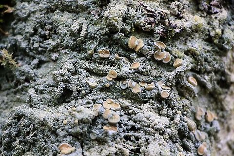 Brown Spotted Crust Growing on birch in remnant ancient birch woodland on Beinn Shieldaig Brown Spotted Crust,Lecanora chlarotera,Wester Ross