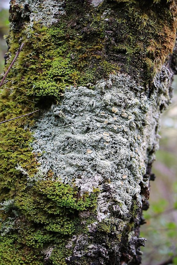 Brown Spotted Crust This lichen growing in the remnant ancient birch woodland on Beinn Shieldaig. Brown Spotted Crust,Lecanora chlarotera