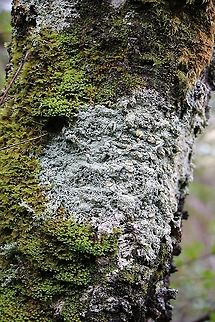 Brown Spotted Crust This lichen growing in the remnant ancient birch woodland on Beinn Shieldaig. Brown Spotted Crust,Lecanora chlarotera