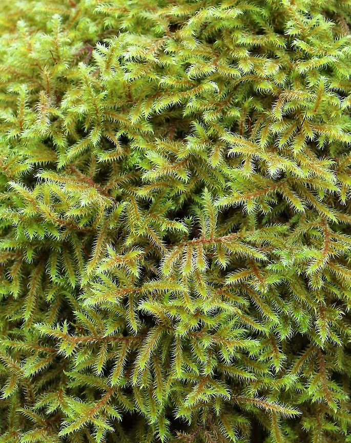 Little Shaggy-moss Growing on birch in temperate Atlantic rainforest Lanky Moss,Little Shaggy Moss,Rhytidiadelphus loreus,Wester Ross
