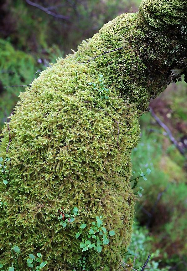 Little Shaggy-Moss In the Beinn Shieldaig ancient birch forest on birch Lanky Moss,Little Shaggy Moss,Rhytidiadelphus loreus,Wester Ross