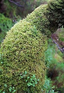 Little Shaggy-Moss In the Beinn Shieldaig ancient birch forest on birch Lanky Moss,Little Shaggy Moss,Rhytidiadelphus loreus,Wester Ross