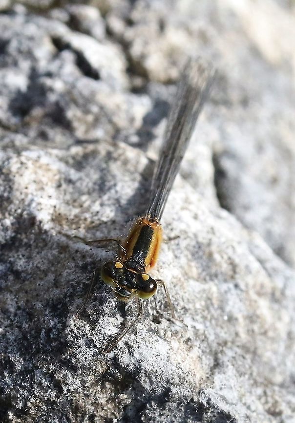 Blue-tailed Damselfly, rufescens-obsoleta form This form of the Blue-tailed Damselfly seen at a pond on Orton Scar Blue-tailed damselfly,Cumbria,Ischnura elegans,Orton Scar