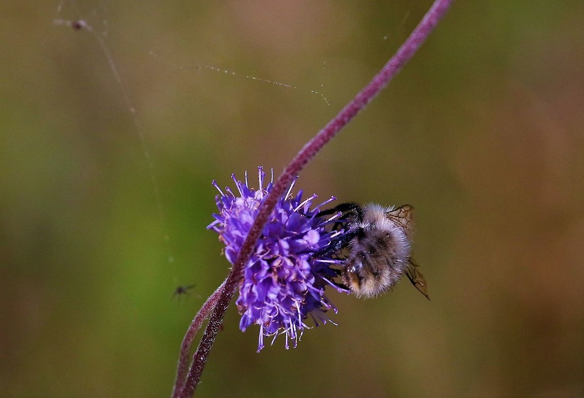 Common Carder-Bee Shrill Carder-Bee - declining very rapidly in UK - needs unimproved grassland - spotted on Devil's-bit Scabious.  The 1st I've seen. Bombus pascuorum,Common Carder-bee,Cumbria,Kings Meaburn