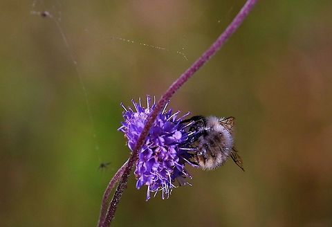 Common Carder-Bee Shrill Carder-Bee - declining very rapidly in UK - needs unimproved grassland - spotted on Devil's-bit Scabious.  The 1st I've seen. Bombus pascuorum,Common Carder-bee,Cumbria,Kings Meaburn