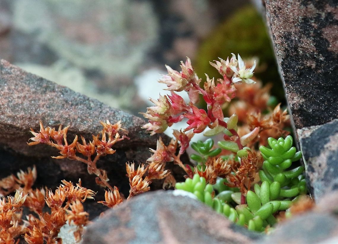 English Stonecrop Show flower and seed heads English Stonecrop,Sedum anglicum,Wester Ross