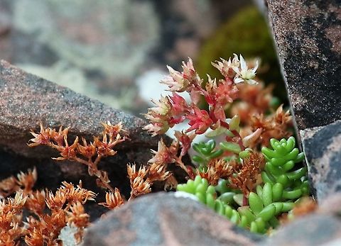 English Stonecrop Show flower and seed heads English Stonecrop,Sedum anglicum,Wester Ross