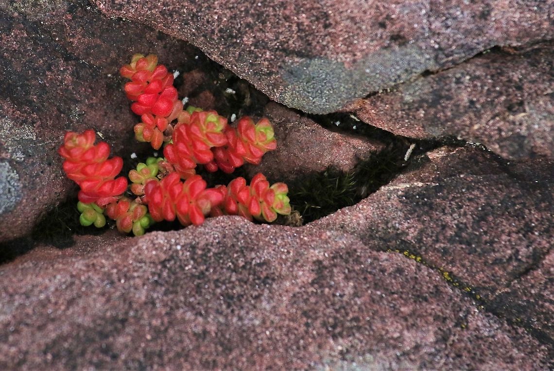 English Stonecrop On the coast on Torridonian Sandstone English Stonecrop,Sedum anglicum,Wester Ross