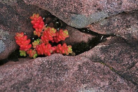 English Stonecrop On the coast on Torridonian Sandstone English Stonecrop,Sedum anglicum,Wester Ross